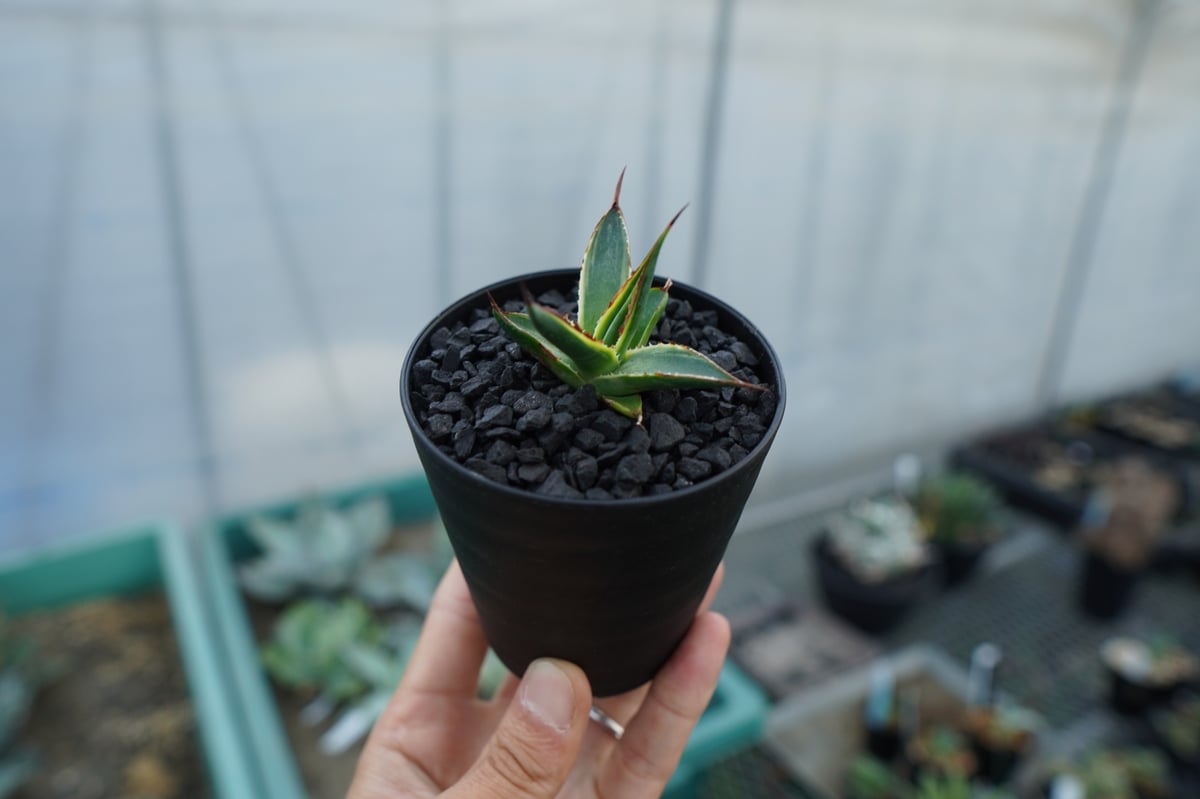 アガベ　サングロー　子株付き fit=scale-down,w=1200