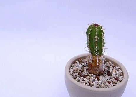ユーフォルビア　大正キリン