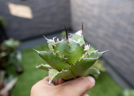 Agave ハデス 黒獄 Ｂ NO.2    (G)