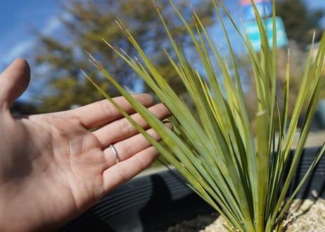 ユッカ　ロストラータ　yucca rostrata No.2