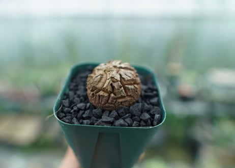 亀甲竜　Dioscorea elephantipes　No.2
