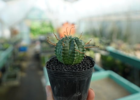 ユーフォルビア　スーパーバリダ　Euphorbia super valida  No.9