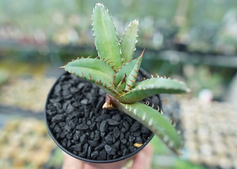 アガベ　チタノタ　FO-76　Agave titanota  FO-76　No.2