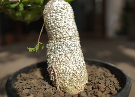 フォッケア　エデュリス　火星人　Fockea edulis