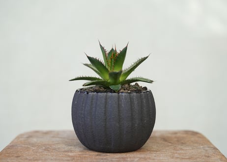 Agave horrida