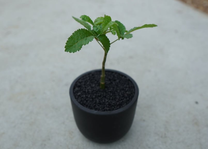 沖縄実生株】ブルセラ ヒンドシアナ Bursera hindsiana | mana's f