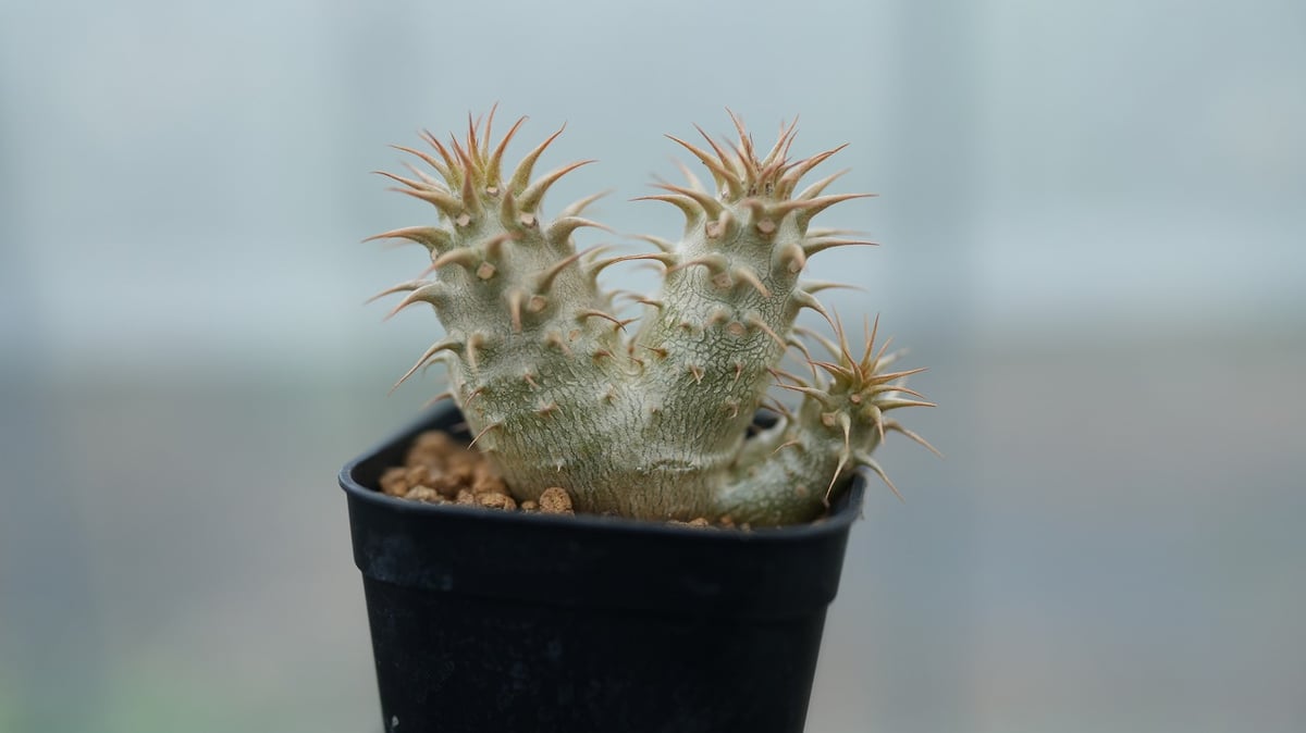 パキポディウム マカイエンセ 沖縄実生 No.1 [2026/02/12] | mana's