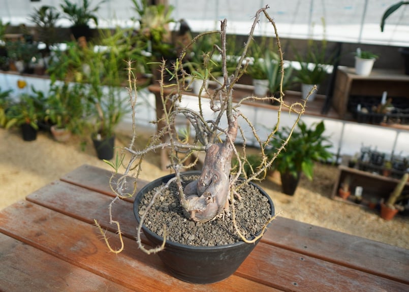 パキポディウム サキュレンタム | mana's green:塊根植物販売 パキポディウム サキュレンタム | mana's green:塊根植物販売