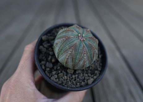 ユーフォルビア オベサ　euphorbia Obesa