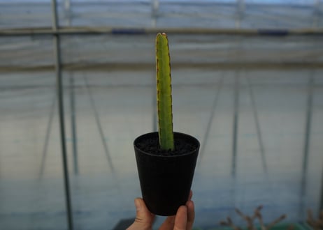 ユーフォルビア　ヘテロクロマ　Euphorbia heterochroma No.2