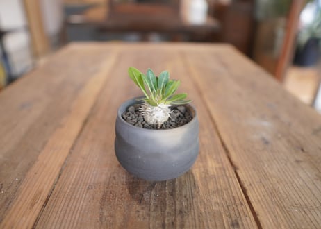 恵比寿大黒 Pachypodium Densicaule