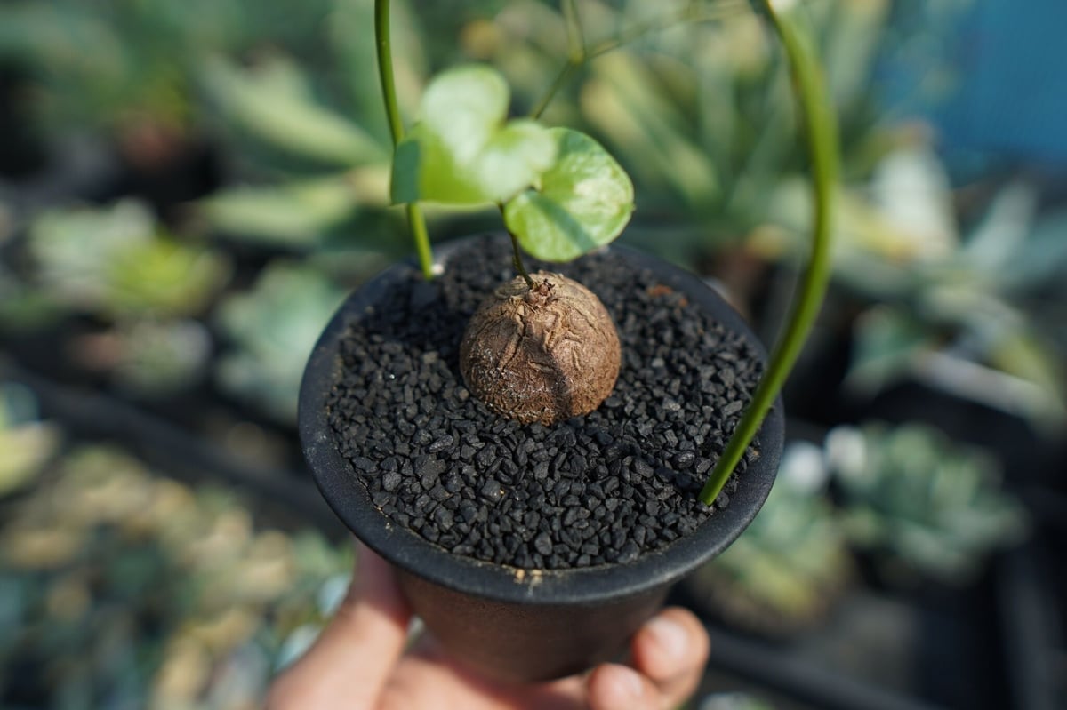 亀甲竜 Dioscorea elephantipes No.10 | mana's farm: