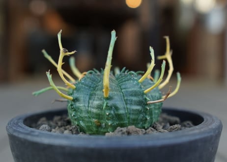ユーフォルビア　バリダ　Euphorbia valida　NO.1