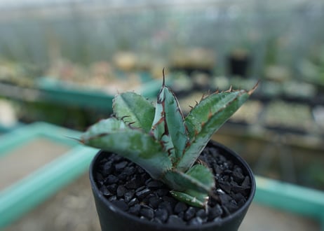 アガベ　チタノタ　 ブラックアンドブルー 　Agave titanota black and blue　No.6