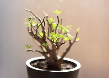 センナ　メリディオナリス