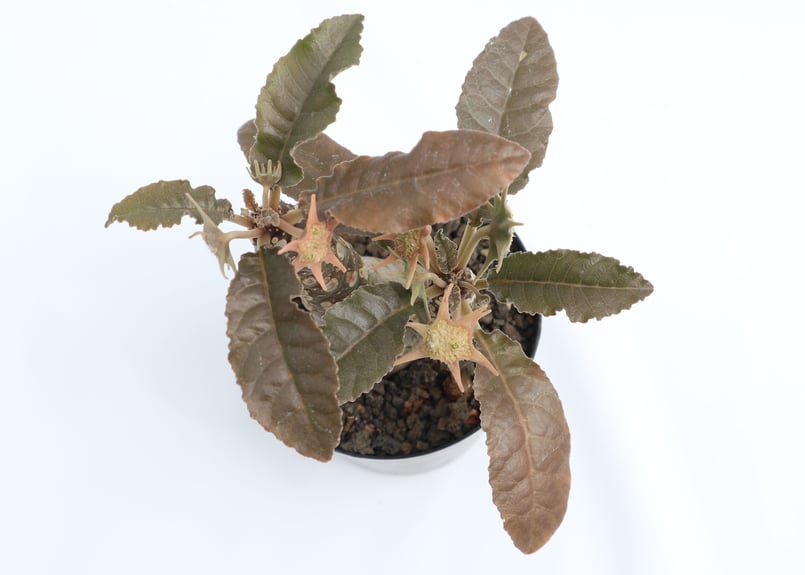 【発根済】ドルステニア フォエチダ ドルステニア フォエチダ【発根済み】GM2401750(T) | RAFLUM / ラフラム