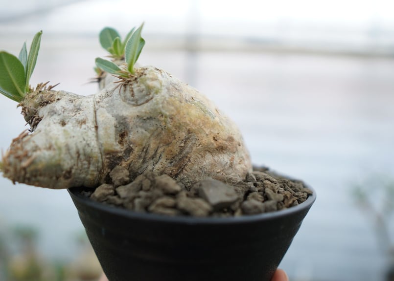 パキポディウム エブレネウム Pachypodium eburneum ② PE-2 パキポディウム エブレネウム – GOLDEN CAMPOS OKINAWA