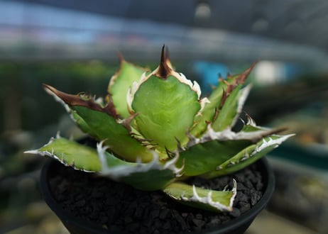 アガベ　チタノタ　レッドキャットウィーズル　Agave titanota Red catweezle　No.4