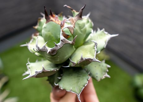 Agave titanota dwarf 姫厳龍 A NO.1 (G)