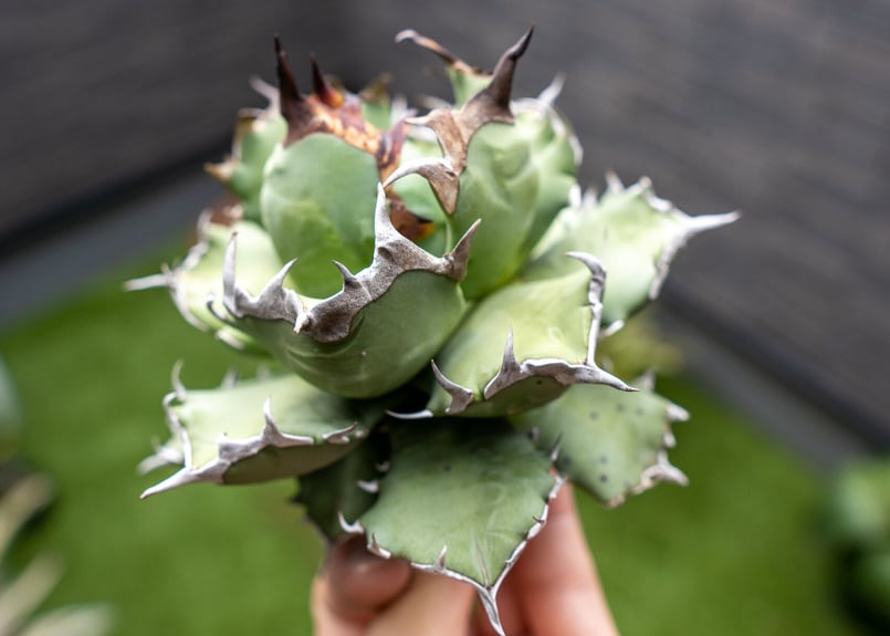 AGAVE titanota 姫厳竜 アガベ チタノタ 姫厳竜 / Agave titanota 'Dwarf' – LAND KNOT