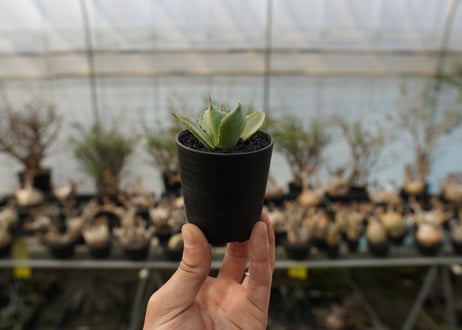 アガベ　ポタトラム　トレードウィンズ　Agave potatorum Tradewinds No.3