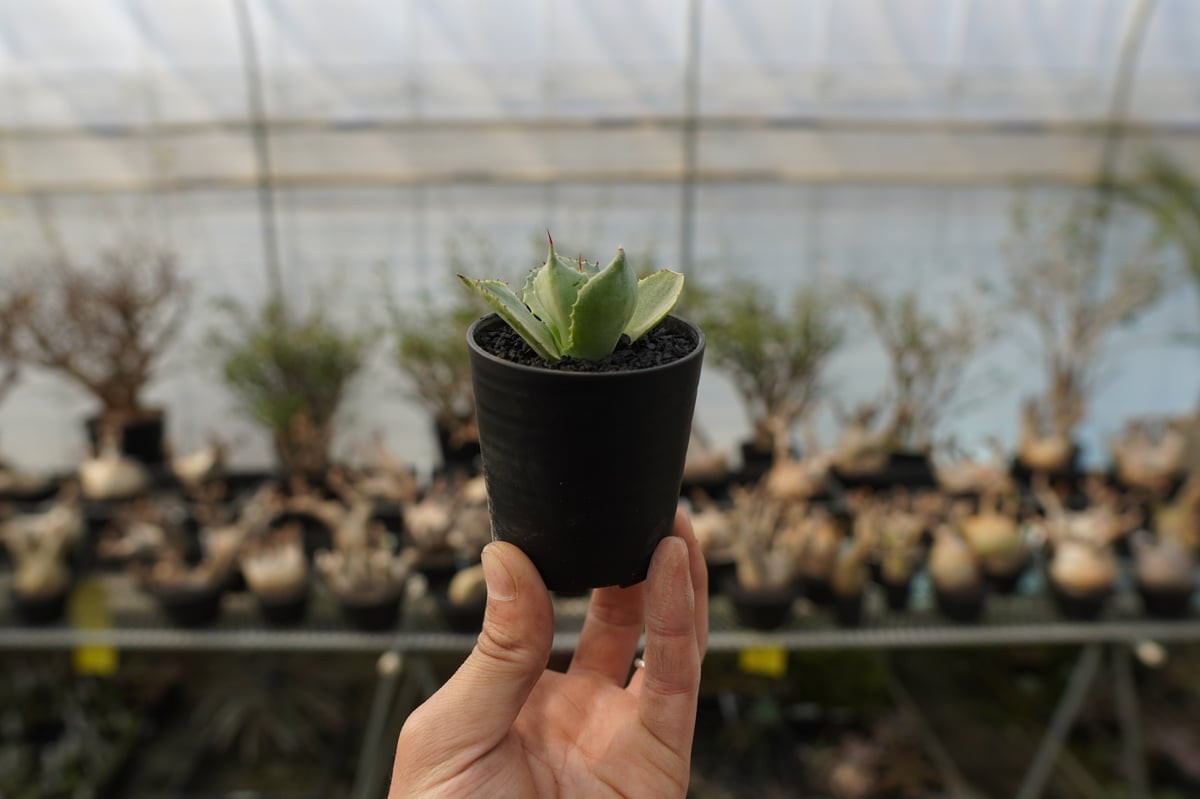 アガベ ポタトラム トレードウィンズ Agave potatorum Tradewinds N