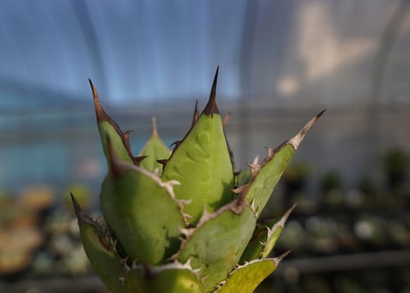 ×agave titanota 剣竜　No.6