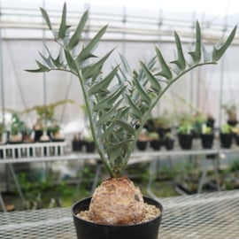 超希少ソテツ】エンセファラルトス・ホリダスの魅力に迫る！ | mana's