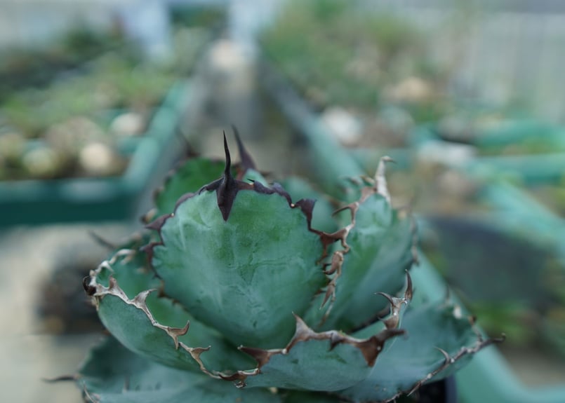 アガベ チタノタ ブラックアンドブルー Agave titanota black and