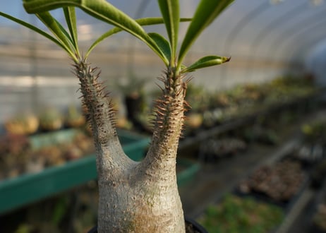 パキポディウム　グラキリス　 Pachypodium Gracilius  No.5