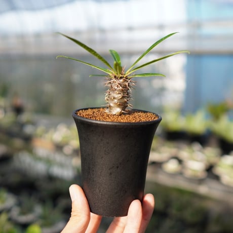 パキポディウム・フィヘレネンセ パキポディウム フィヘレネンセ Pachypodium lamerei var.fiheren