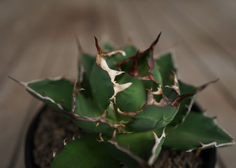 アガベ　チタノタ　FO-76　Agave titanota ”FO-76"