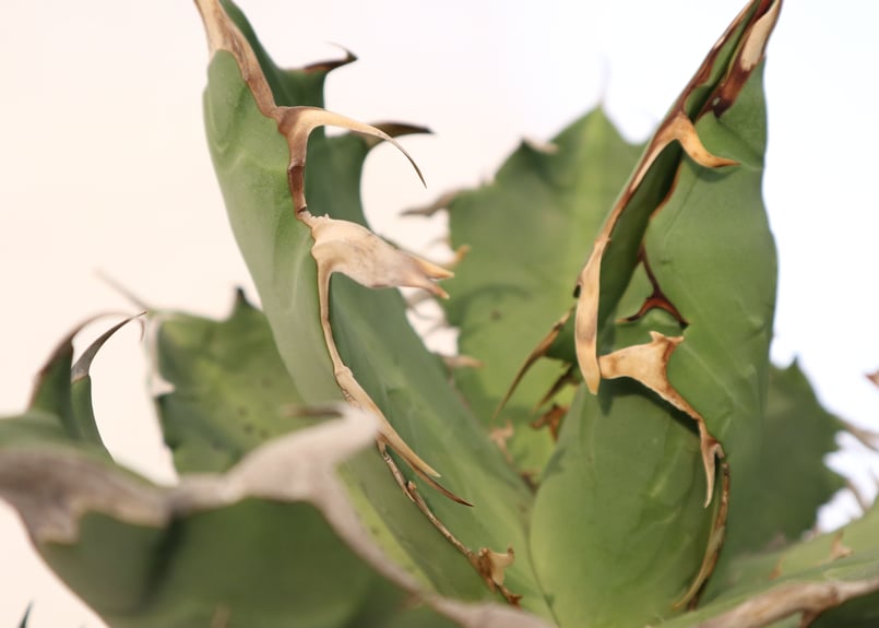 アガベ チタノタ シエラミクスティカ no.9 | mana's farm:塊根植物