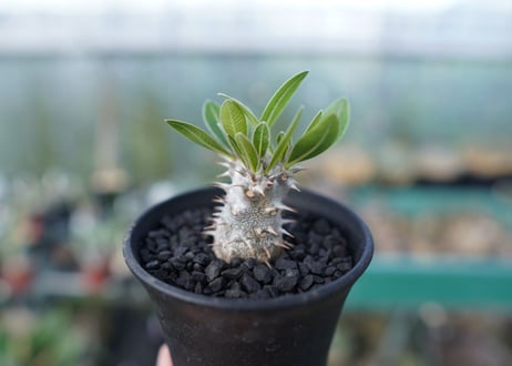 パキポディウム　ロスラツム　Pachypodium rosulatum