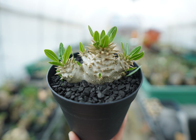 パキポディウム 恵比寿大黒 Pachypodium Densicaule No.3 | man