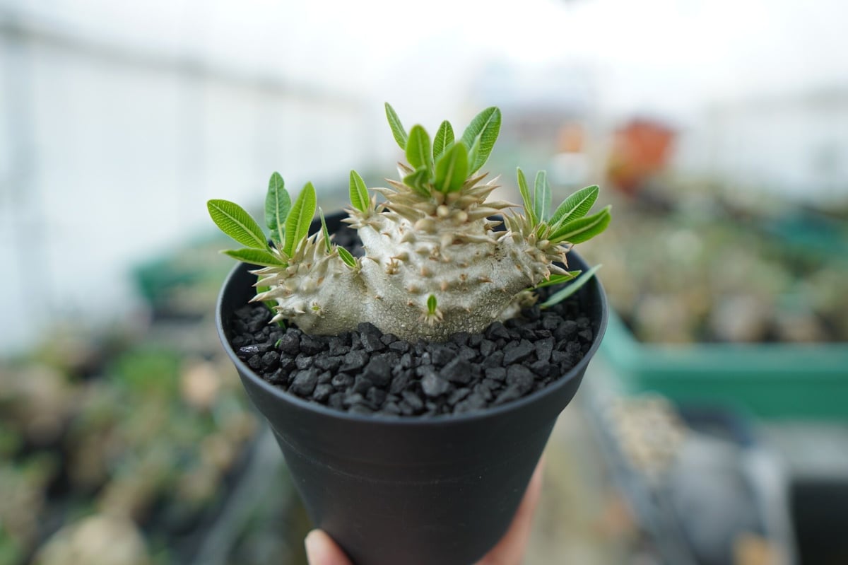 パキポディウム 恵比寿大黒(3頭) fit=scale-down,w=1200