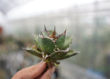 Agave Black fire F NO.4 (G)
