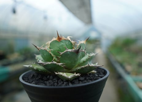アガベ　チタノタ　烈焔 Agave titanota "烈焔"　No.3