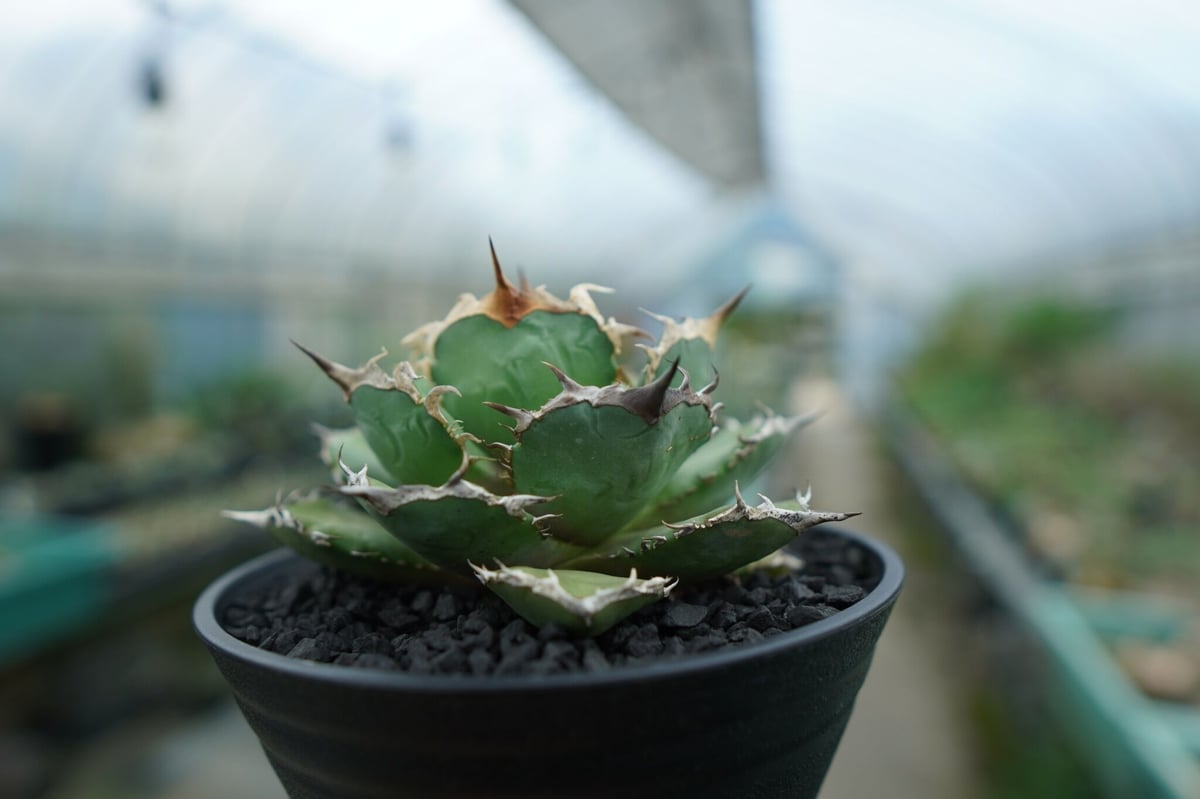 アガベ チタノタ 烈焔 Agave titanota アガベ チタノタ 烈焔 Agave titanota
