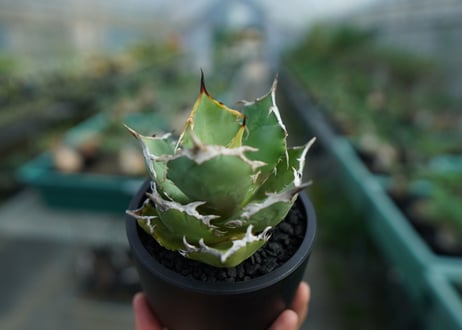 アガベ　チタノタ　FO-76　agave titanota  FO-76　No.3