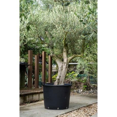 国産オリーブ ミッション　No.11