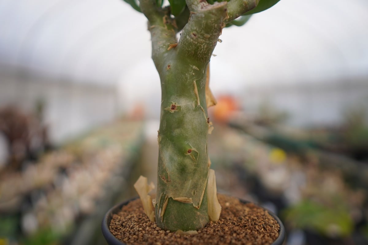 極太チレコドンパニクラーツス阿房宮冬型コーデックス塊根植物 観葉植物