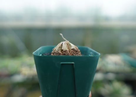 亀甲竜　Dioscorea elephantipes　No.5