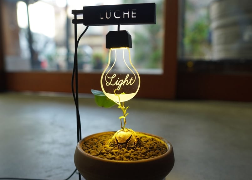 亀甲竜 ”塊根植物スターターセット” NO.1 | mana's farm:塊根植物