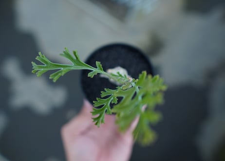 ペラルゴニウム　カルノーサム　Pelargonium carnosum