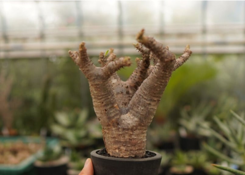 塊根植物 パキポディウム　マカイエンセ パキポディウム マカイエンセ | mana's farm:塊根植物・アガベ