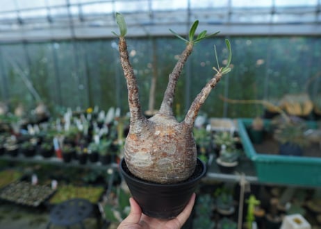 パキポディウム　グラキリス　 Pachypodium Gracilius  No.3
