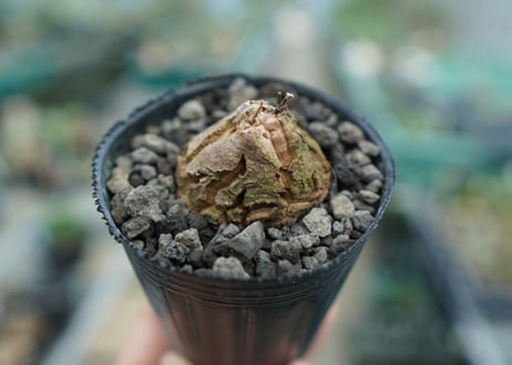 亀甲竜　Dioscorea elephantipes　No.5