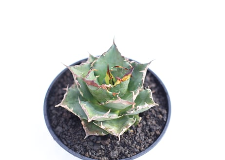 Agave titanota FO-76 compacta  no.１２
