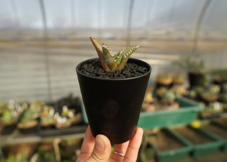 アガベ　チタノタ　台湾seeding 　Agave titanota  Taiwan seedling　No.1